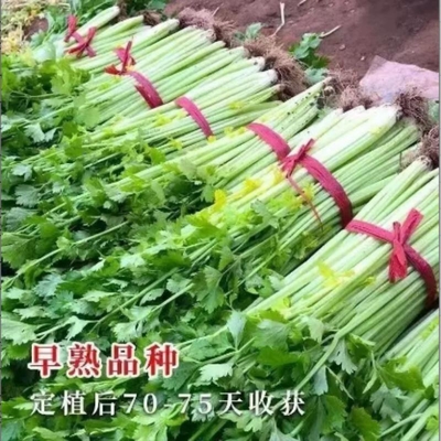 法国皇后西芹苗早熟高产不空心农家菜...